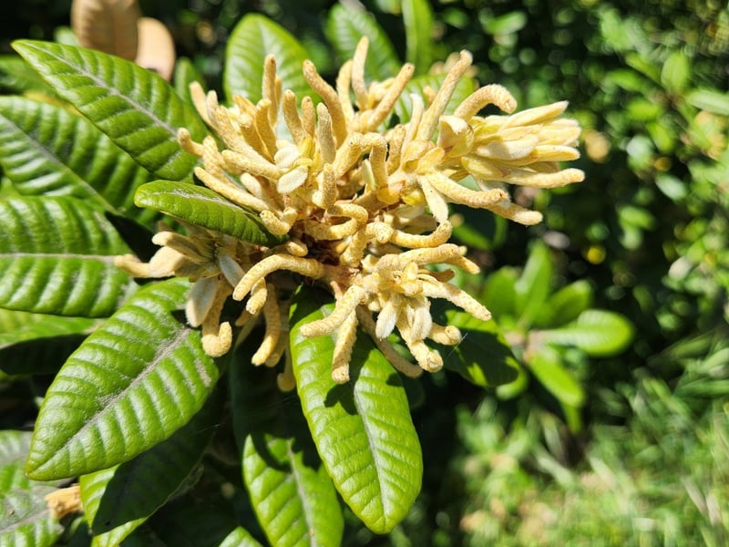Tanoak tree in a southern Oregon forest