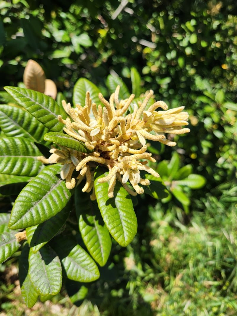Tanoak tree with evergreen leaves and acorns