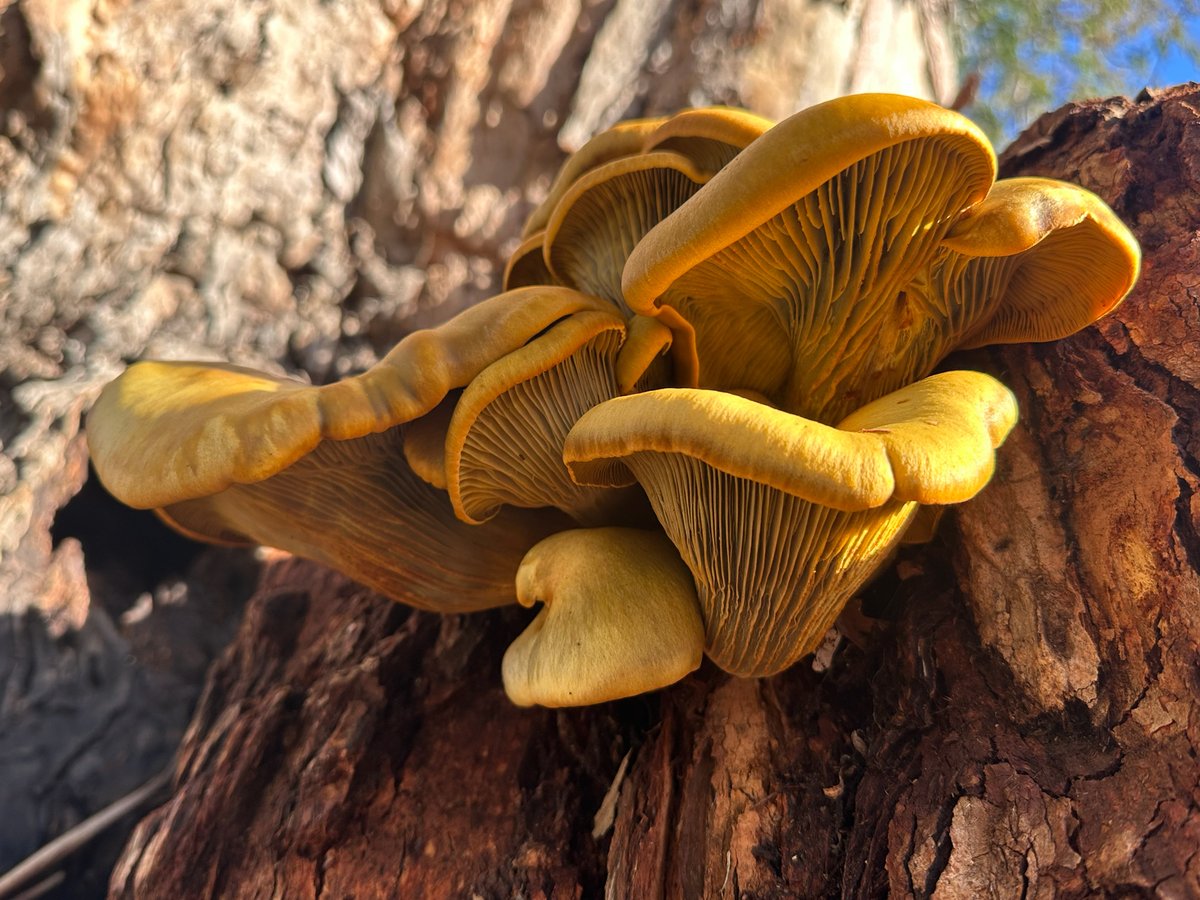 Western jack-o'-lantern (Omphalotus olivascens), an orange cluster on a stump with thin, blade-like gills