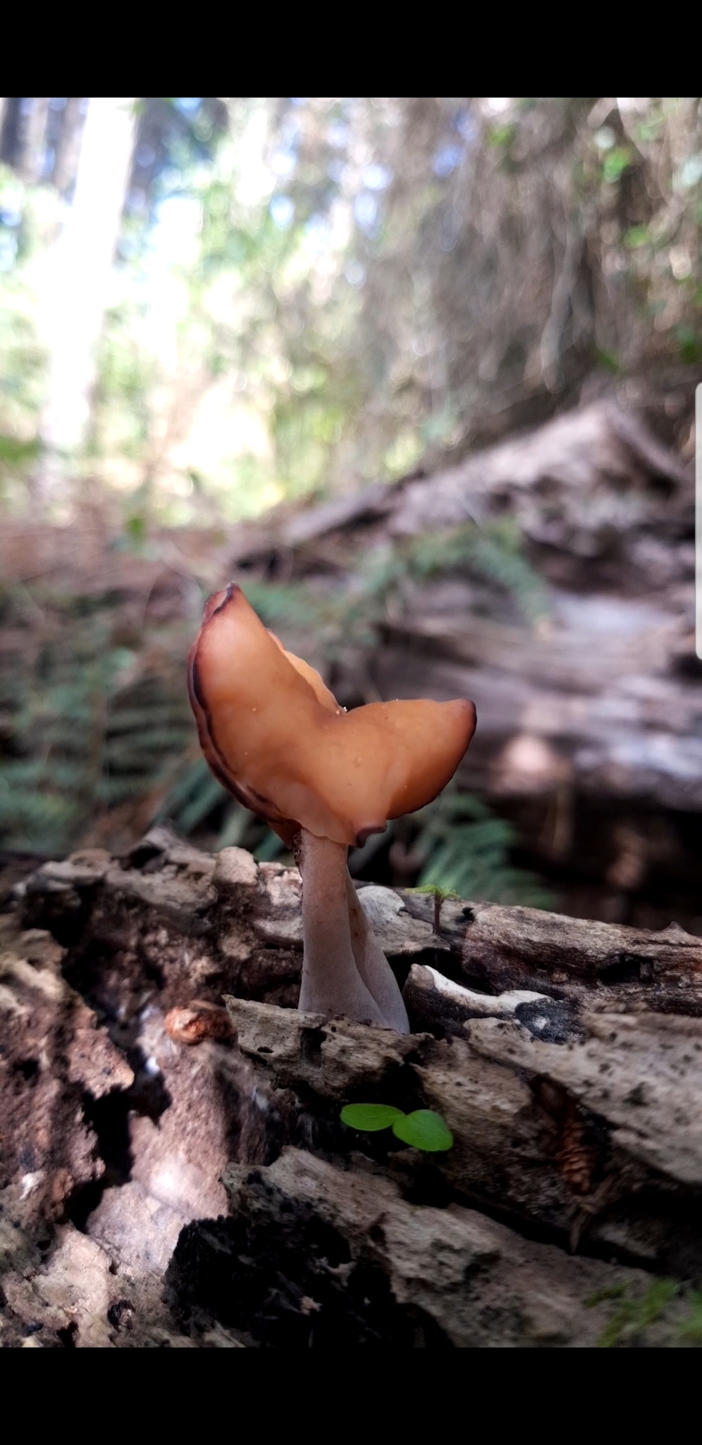 Paragyromitra infula showing characteristic saddle-shaped cap with sharp lobes growing on decaying conifer wood