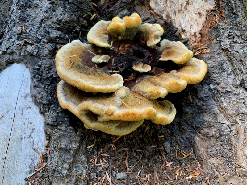 Phaeolus hispidoides, dyer's polypore, forming tiered yellow-edged brown shelves at the base of a conifer