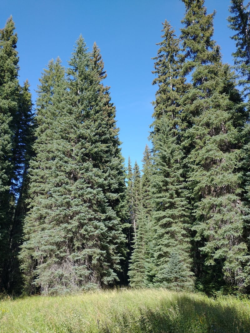 Engelmann spruce stand, habitat for Gomphidius glutinosus