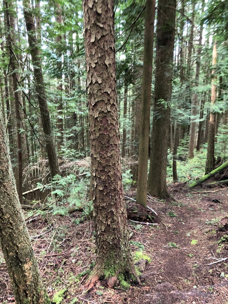 Sitka spruce and western hemlock forest in the Pacific Northwest, typical habitat for chanterelles and other mycorrhizal mushrooms