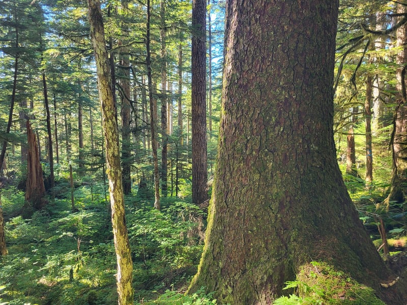 Sitka spruce tree in coastal Pacific Northwest forest