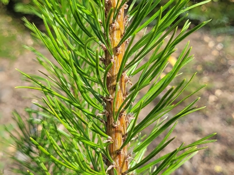 Lodgepole pine forest in the Pacific Northwest mountains
