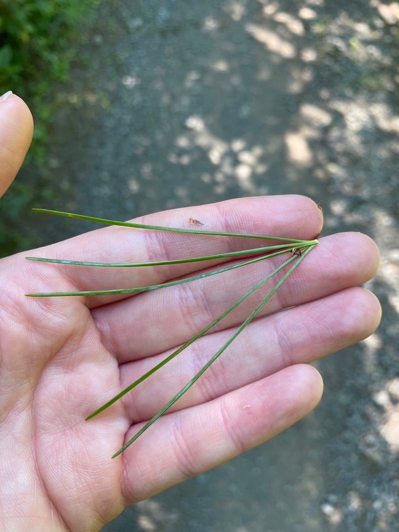 Western white pine with long five-needle bundles