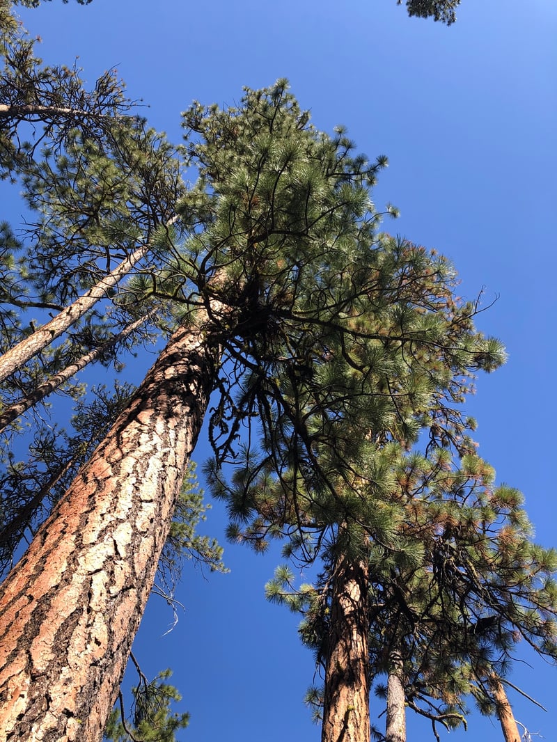 Ponderosa Pine tree