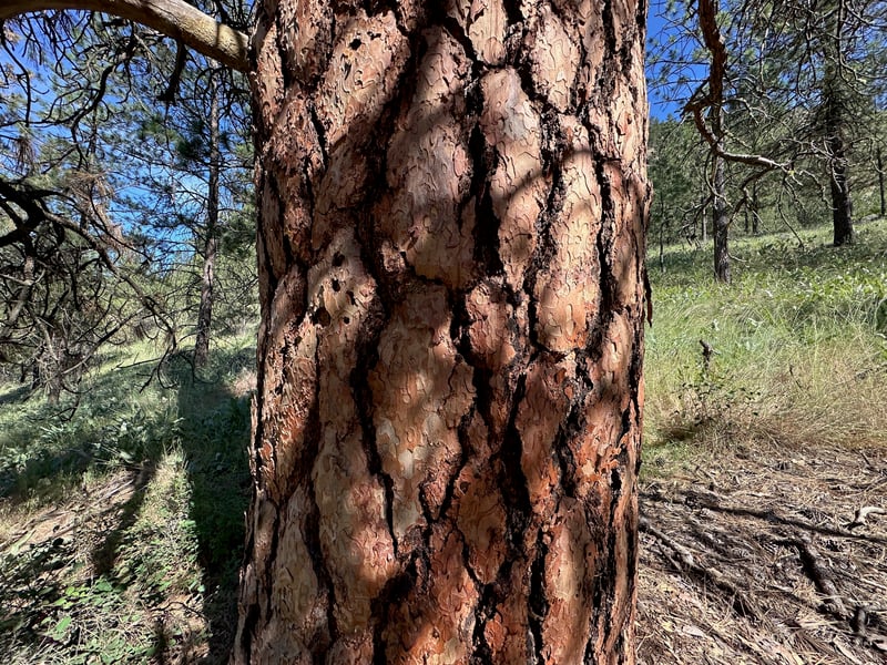 Ponderosa pine tree with distinctive orange bark in eastern Oregon