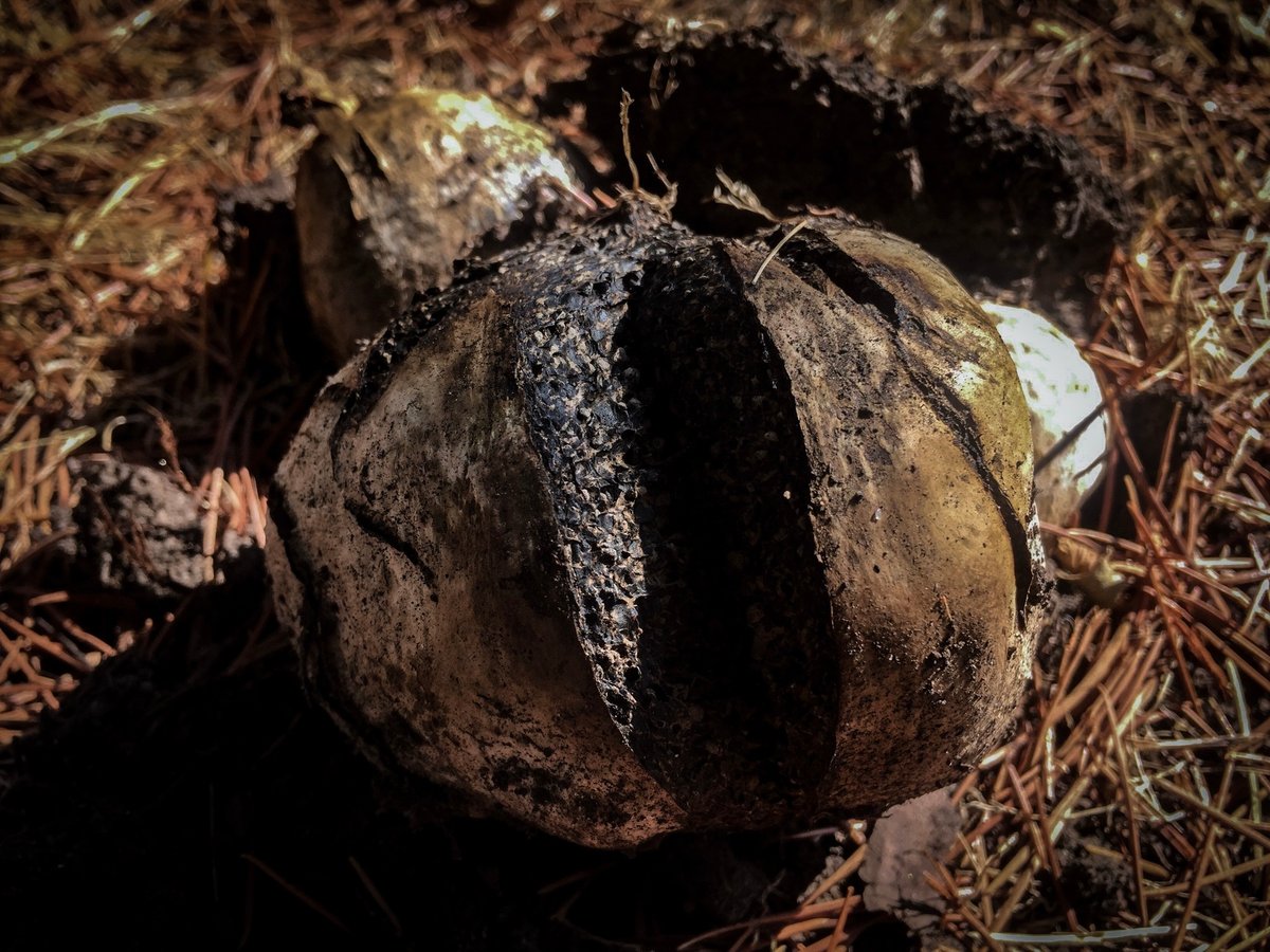 Dye-maker's false puffball (Pisolithus arhizus) split open