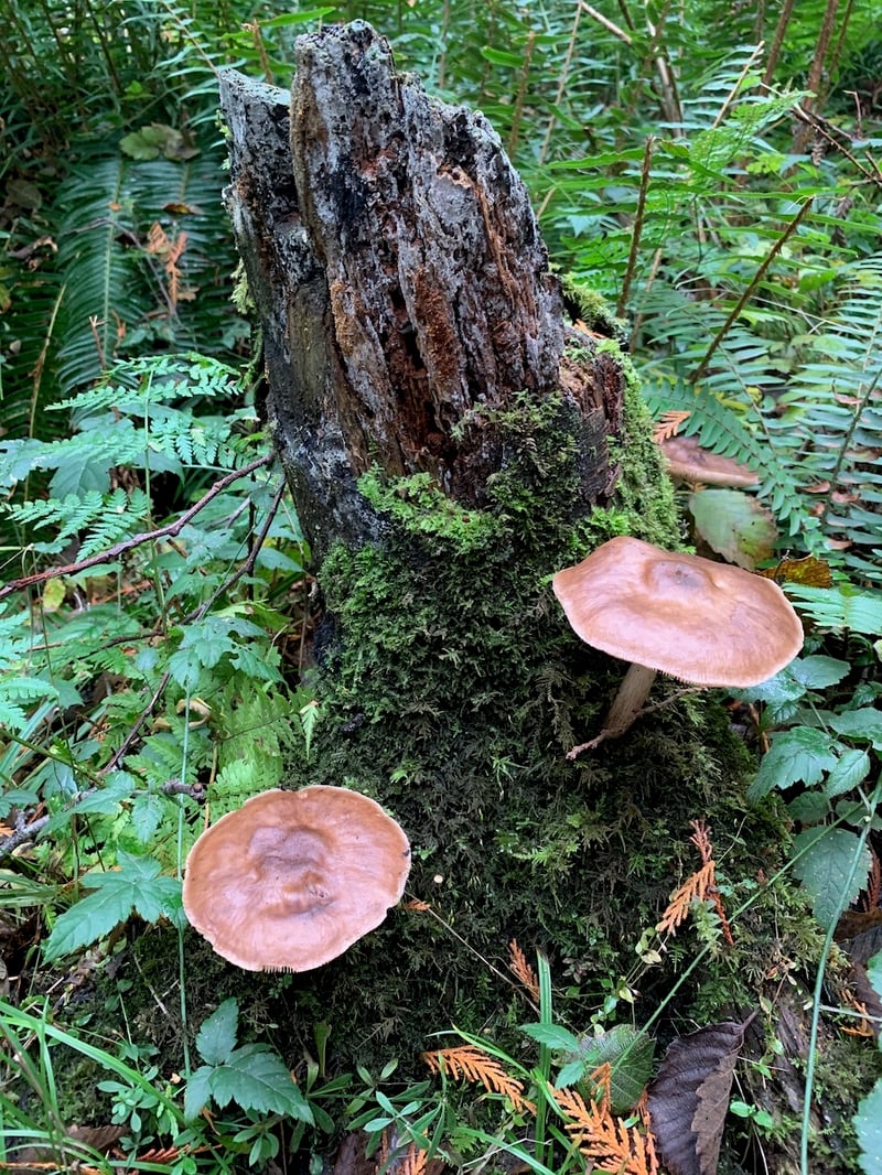 Pluteus mushrooms growing on a decomposing log in the Pacific Northwest