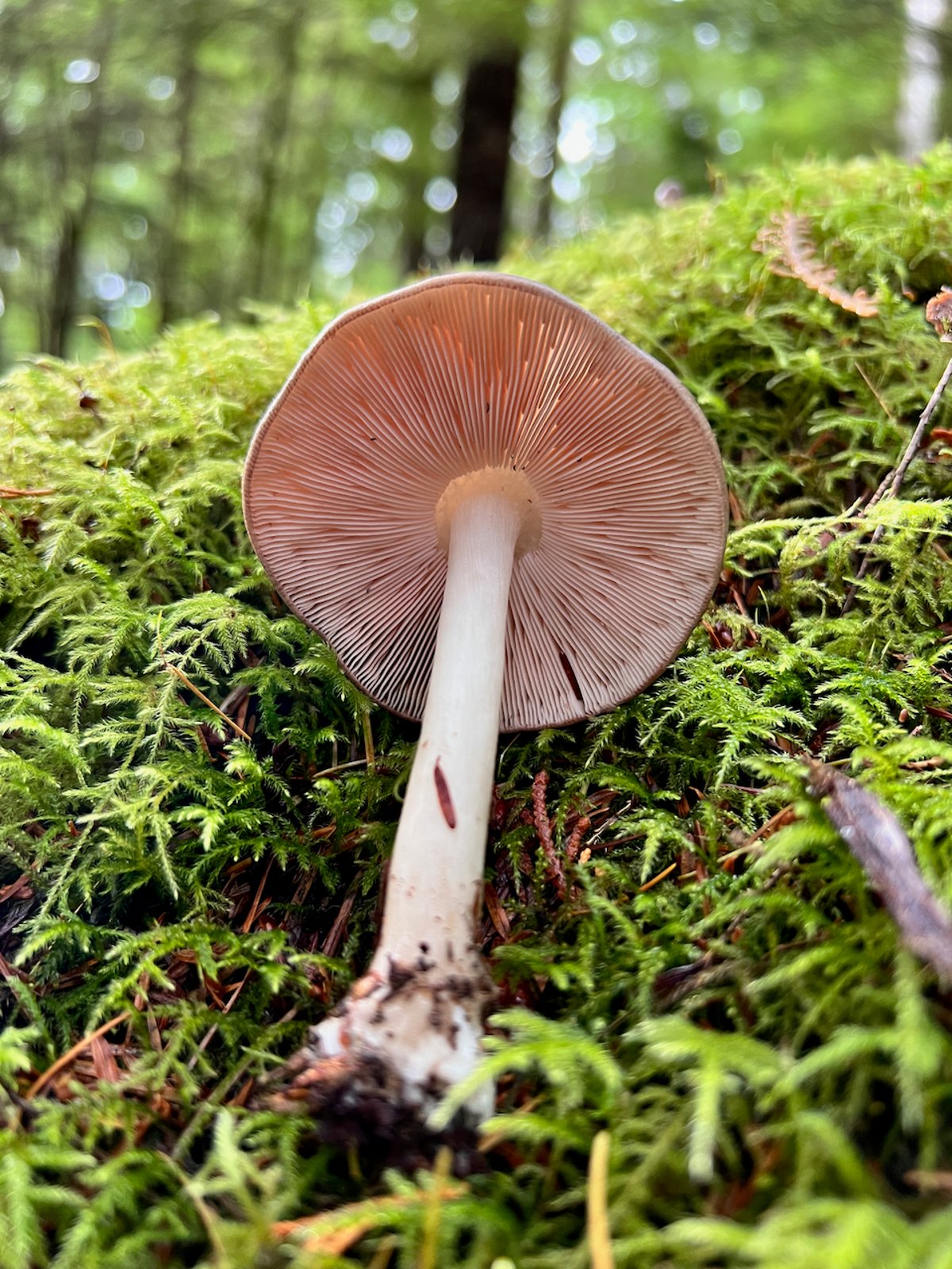 Deer Mushroom (Pluteus cervinus group)