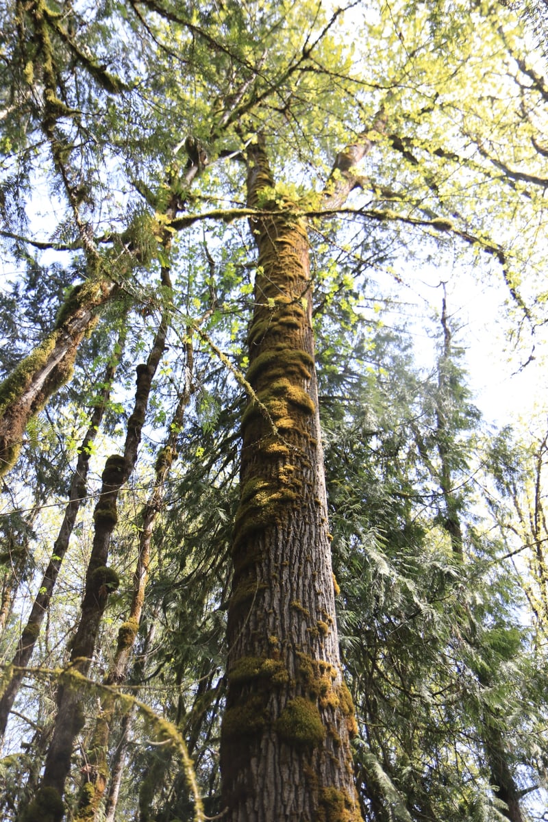 Mossy black cottonwood among conifers at a mixed forest edge, Pacific Northwest