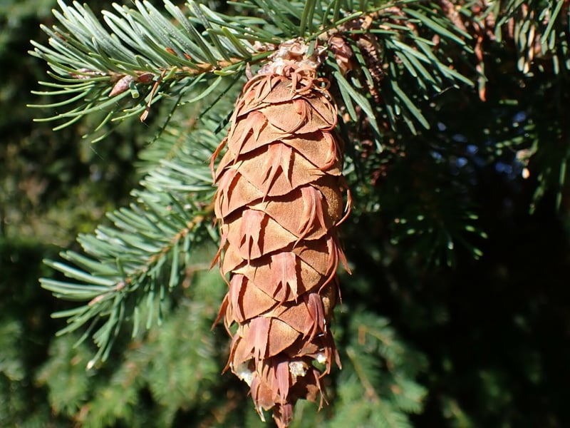 Douglas fir trees in Pacific Northwest forest