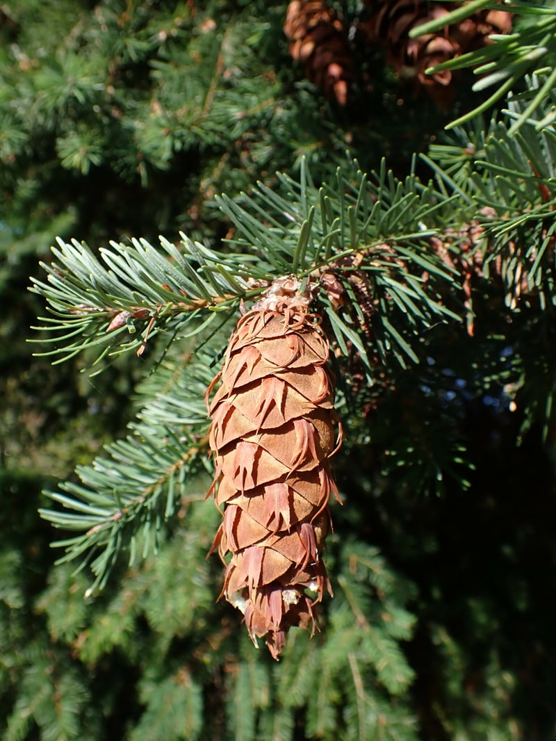 Douglas-fir cone with its three-pointed bracts, hanging from a needled branch