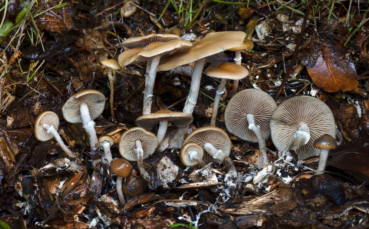 Psilocybe ovoideocystidiata at mixed ages on woody debris, some caps faded pale as they dry, white mycelium at the stem bases