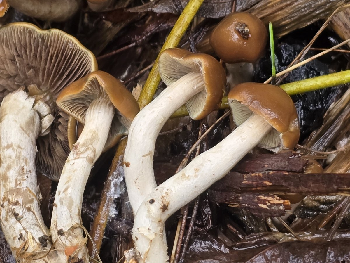 Close-up of Psilocybe ovoideocystidiata with moist brown caps, dark gills and whitish stems
