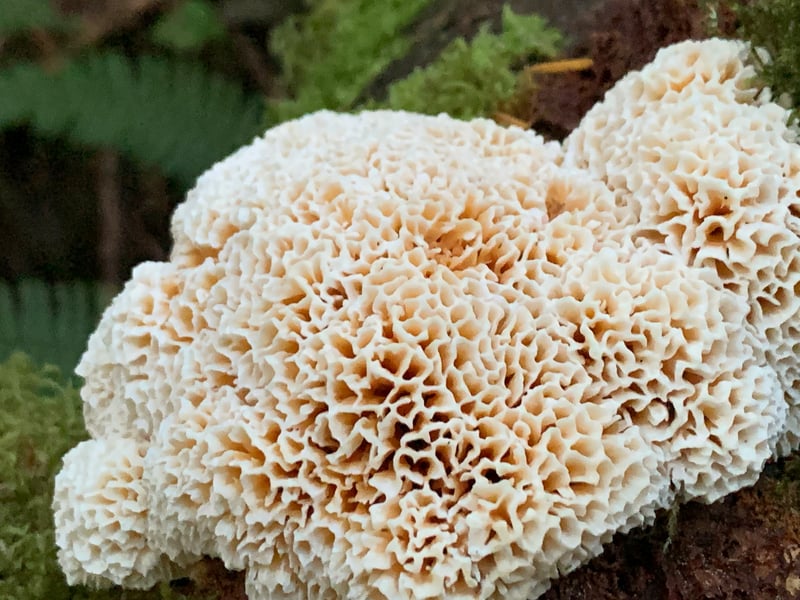 Pycnoporellus alboluteus growing flat against conifer wood as an orange, frothy-pored layer