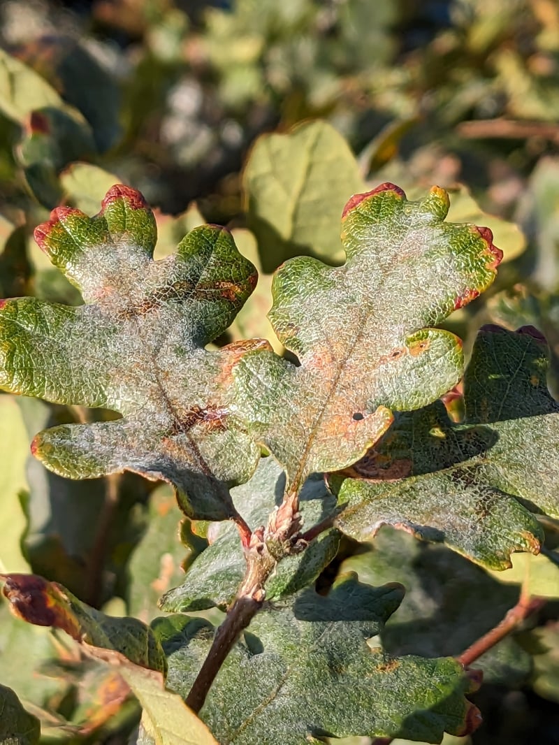 Oregon oak tree (Quercus garryana) showing characteristic spreading canopy and deeply lobed leaves