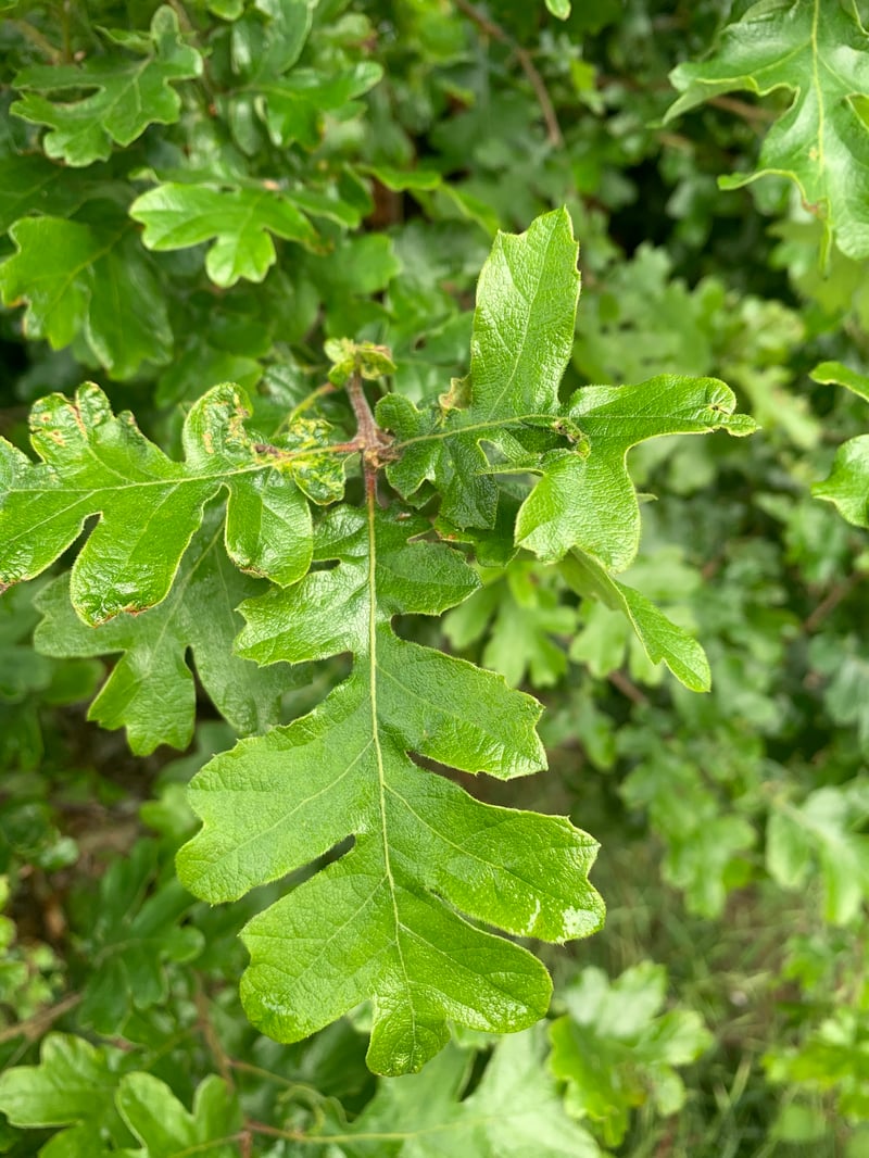 Lobed leaves of Oregon white oak