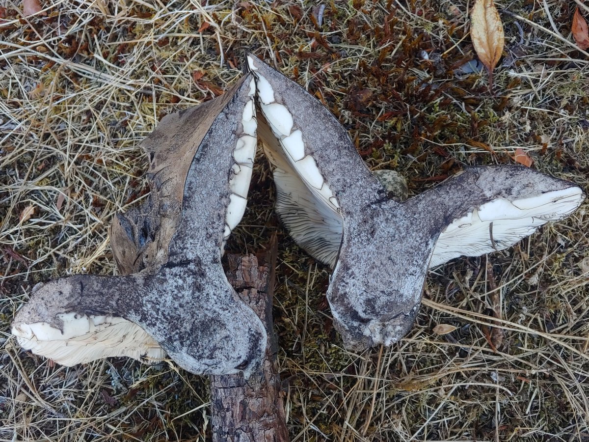 Two Russula adusta group mushrooms cut in half showing flesh turned gray, from Vashon Island, Washington