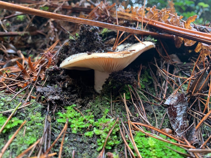 Russula brevipes (short-stalked brittlegill) showing white cap and gills in Pacific Northwest conifer forest