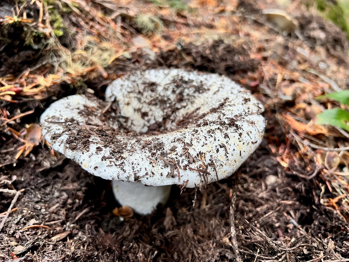 Russula brevipes showing large white funnel-shaped cap and very short stipe