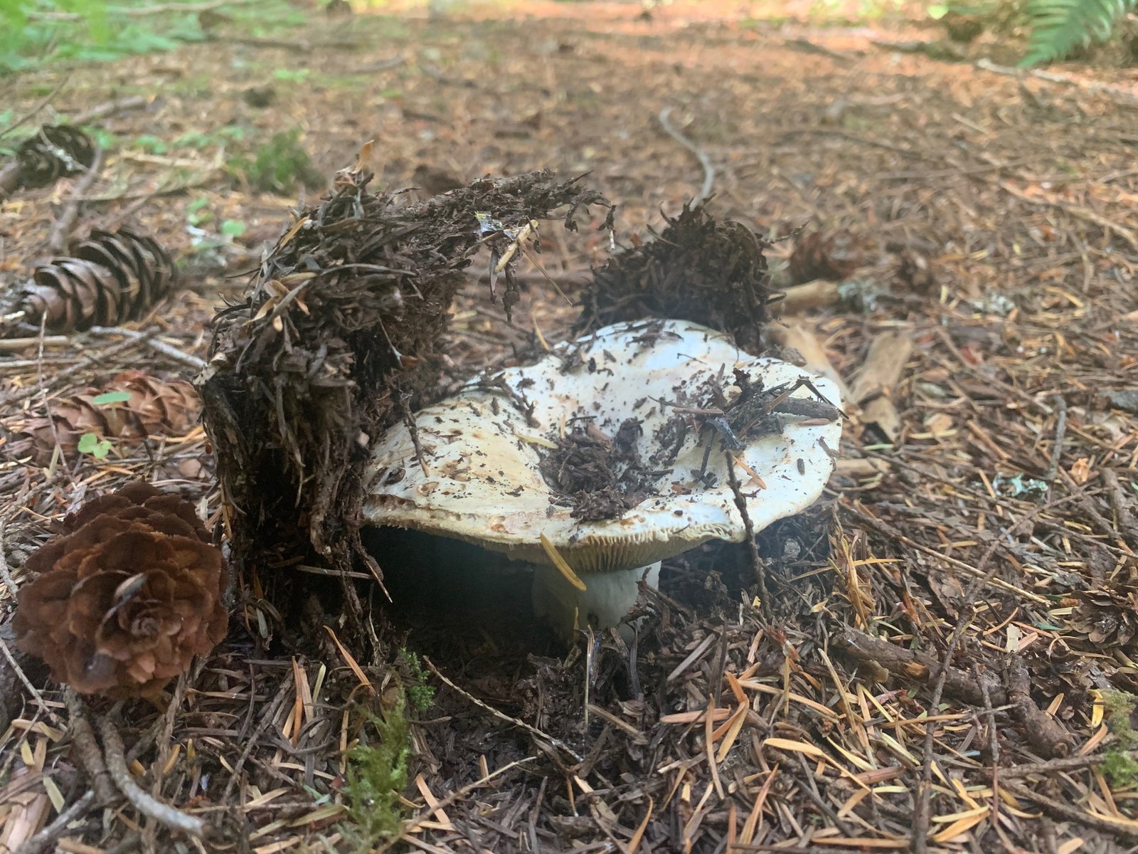 Russula brevipes mushrooms on the forest floor showing white caps and short stipes among conifer duff in the Pacific Northwest