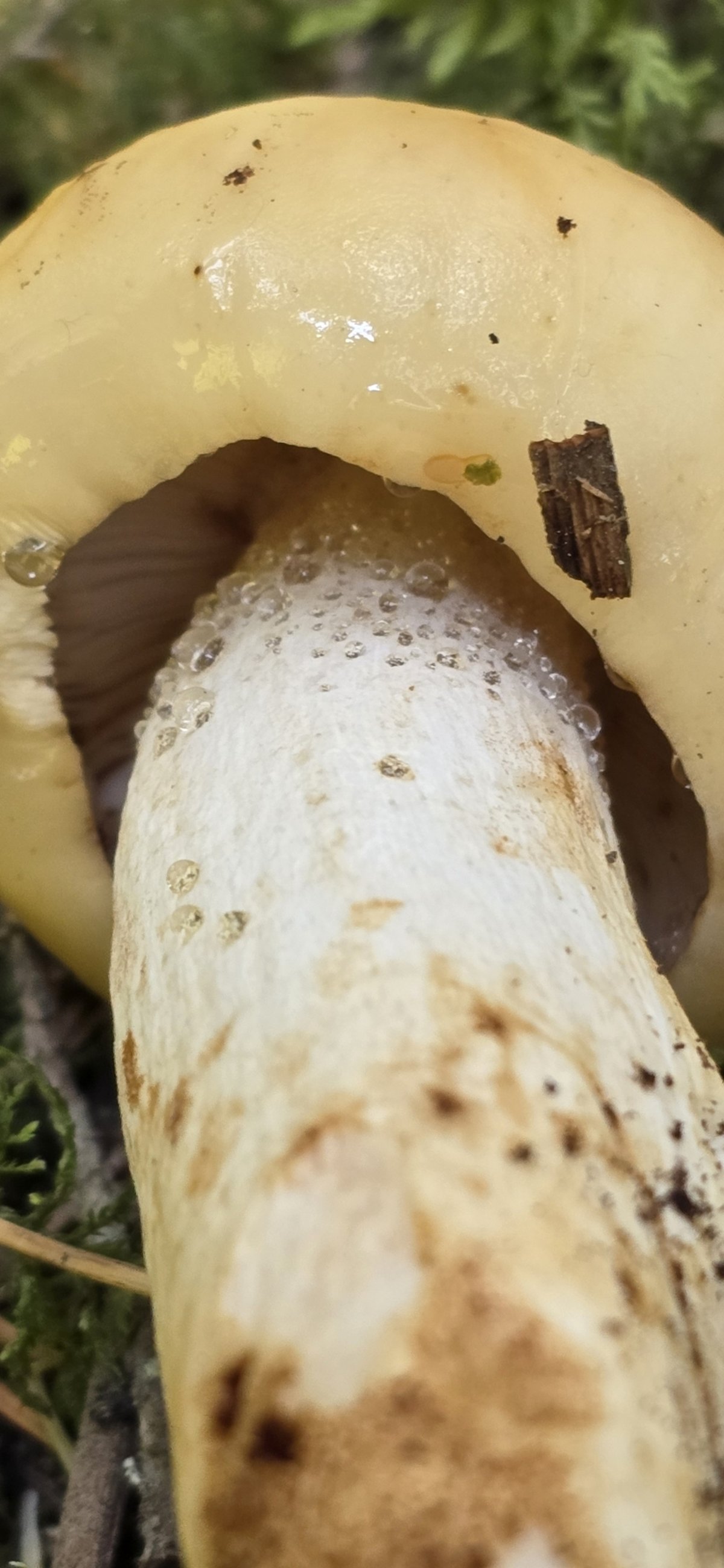 Russula fragrantissima showing large brownish cap with strong almond odor
