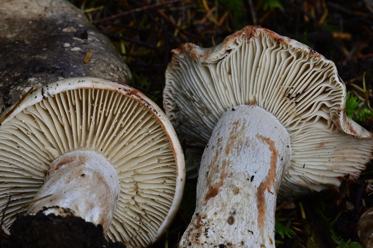 Russula nigricans from Oregon showing white gills and a stem stained orange-red where handled