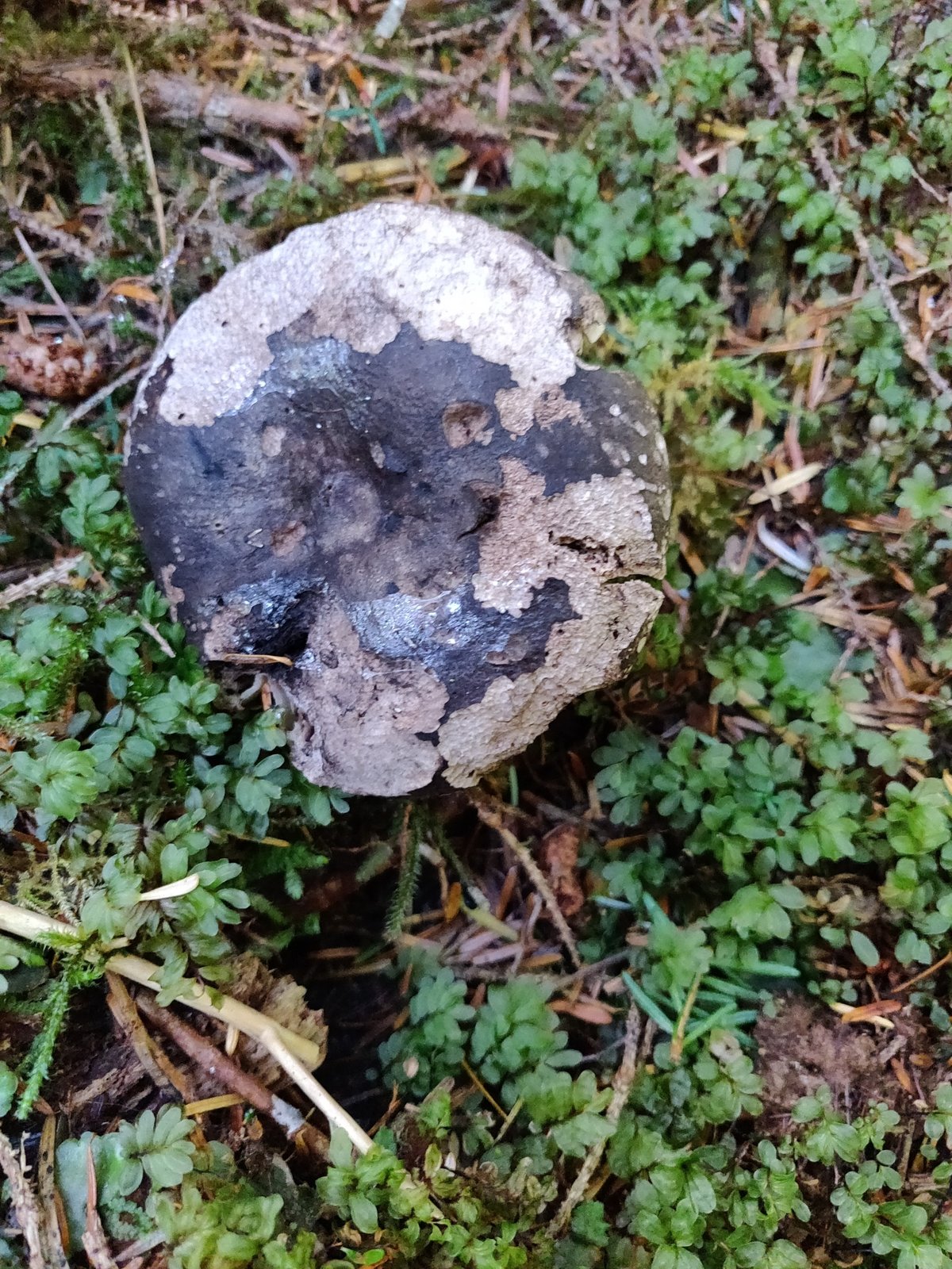 Old Russula nigricans cap gone almost entirely black, from Vancouver Island, British Columbia