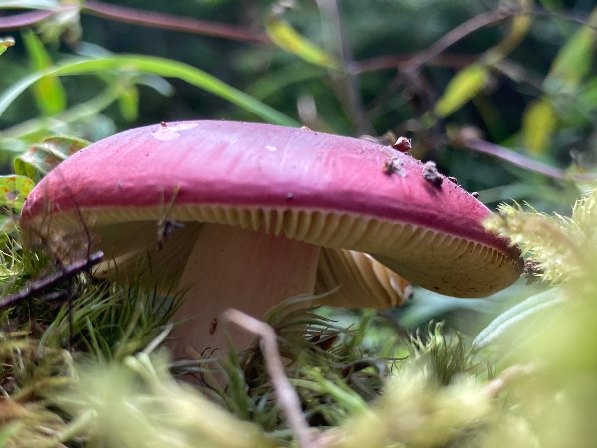Russula xerampelina showing reddish-purple cap and sturdy white stipe