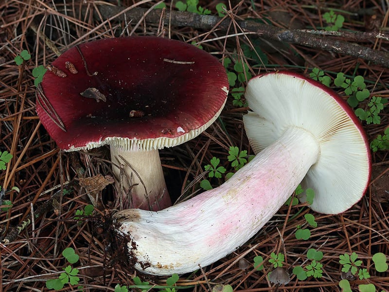 Russula xerampelina shrimp russula showing cap color variation and sturdy stipe in PNW forest habitat
