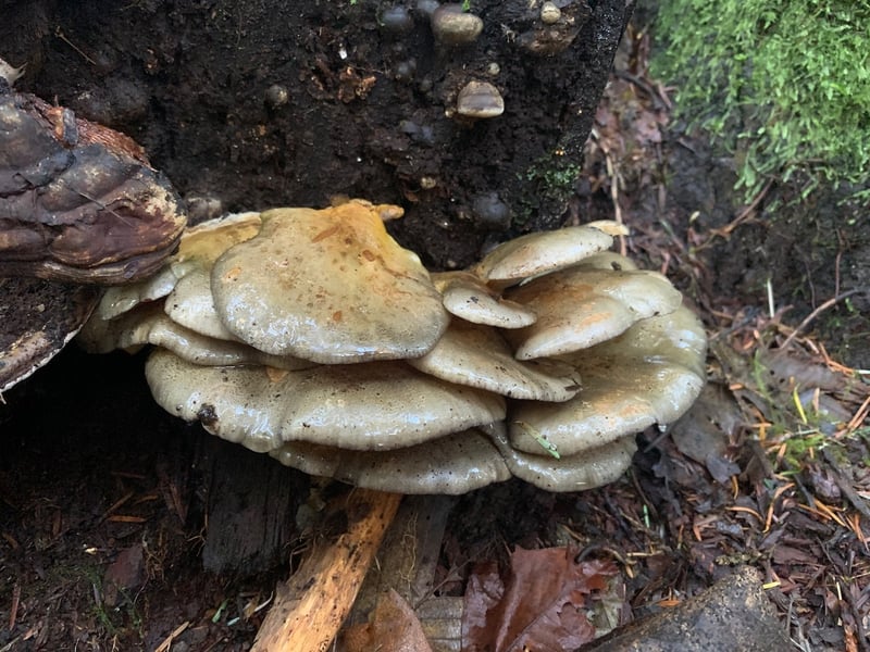 Late oyster mushroom (Sarcomyxa serotina) growing on a hardwood log in the Pacific Northwest, showing olive-green cap and yellowish gills