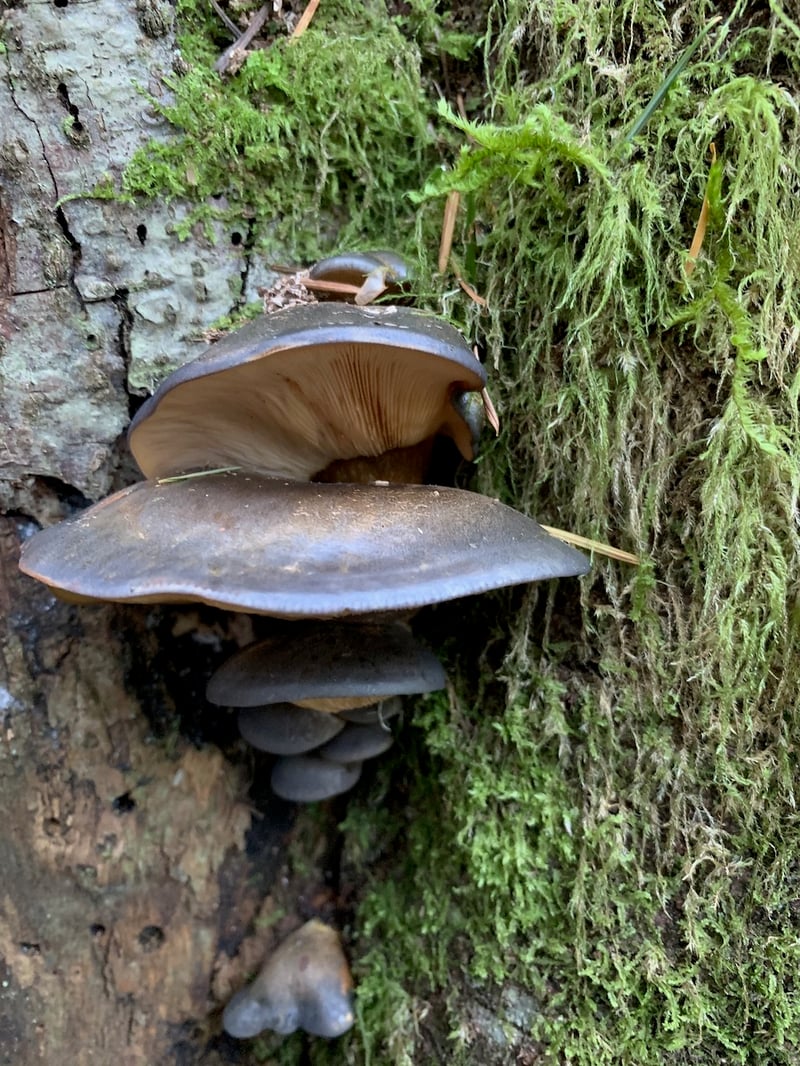 Late oyster mushrooms (Sarcomyxa serotina) fruiting in clusters on a dead alder log in winter
