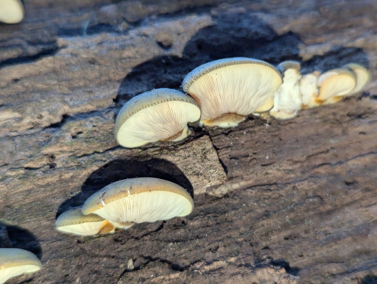 Late Fall Oyster (Sarcomyxa serotina)