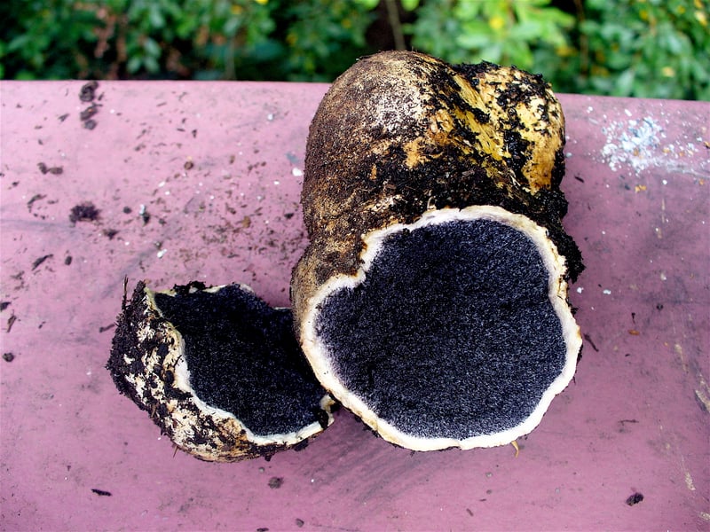 Earthball (Scleroderma citrinum) cut open, showing a thick skin and purplish-black interior