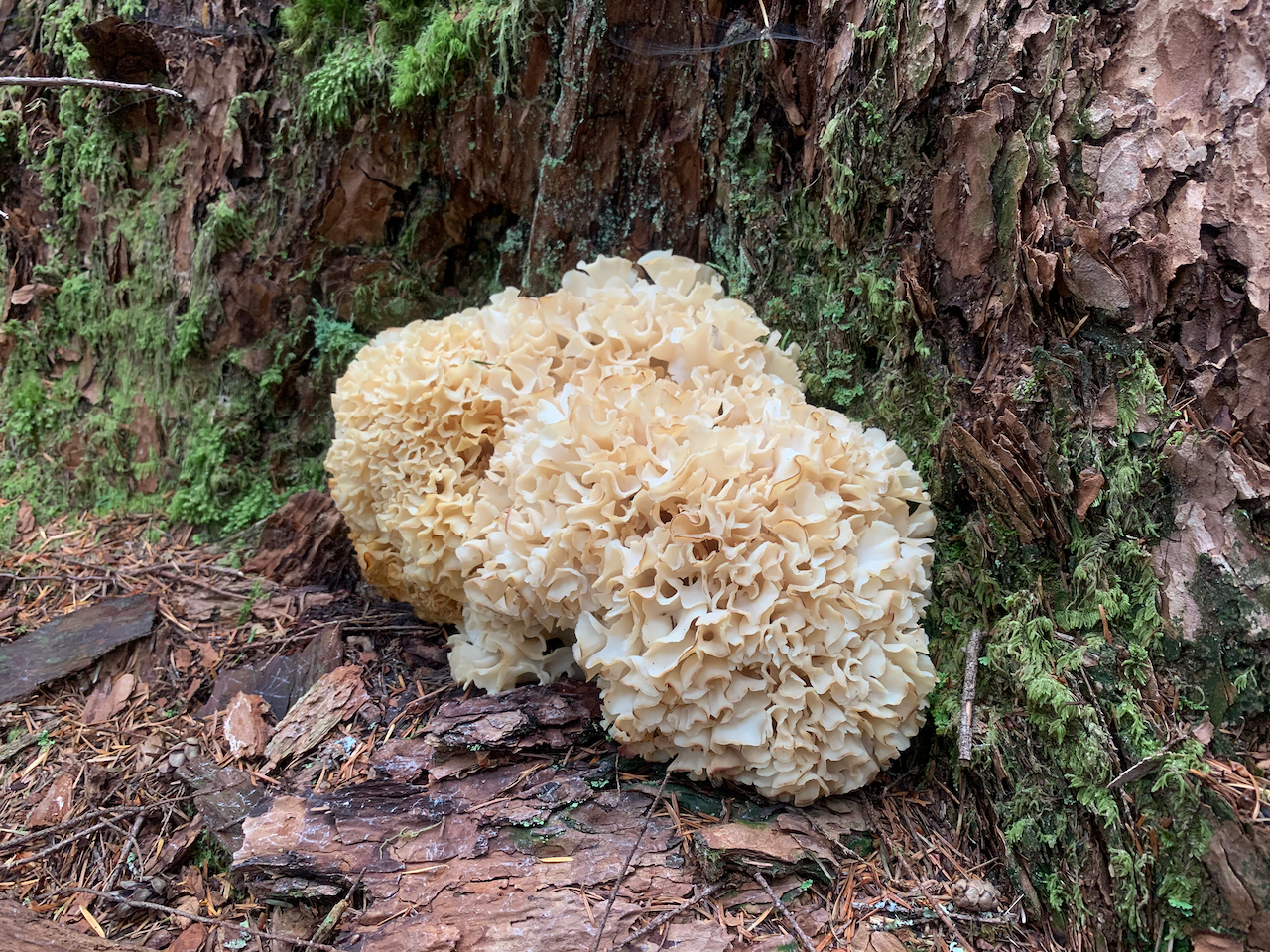 Cauliflower mushroom (Sparassis radicata) at the base of a mossy conifer trunk, Pacific Northwest