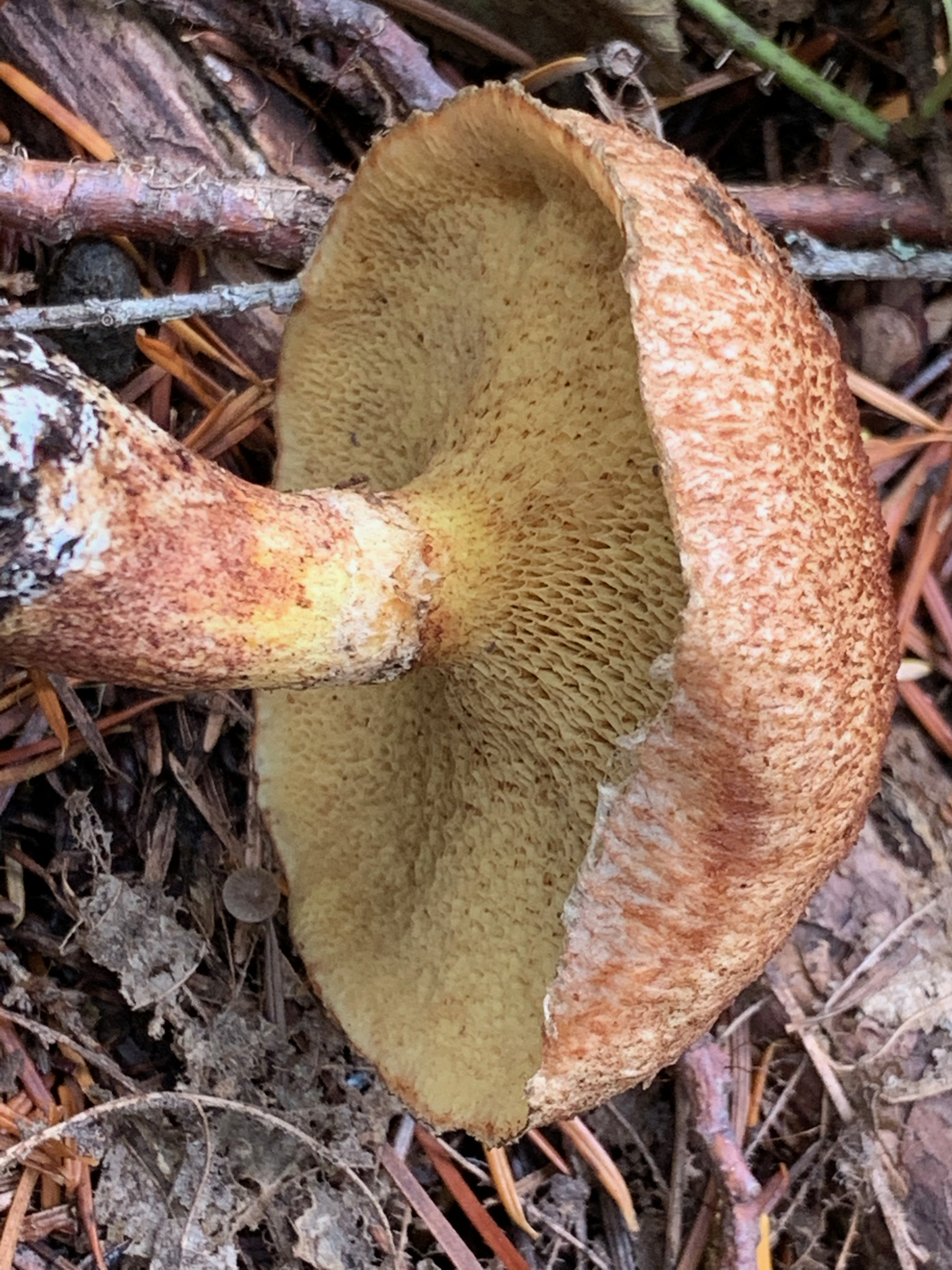 Suillus lakei (western painted suillus) showing dry fibrillose cap with orange-brown scales growing near Douglas-fir in the Pacific Northwest