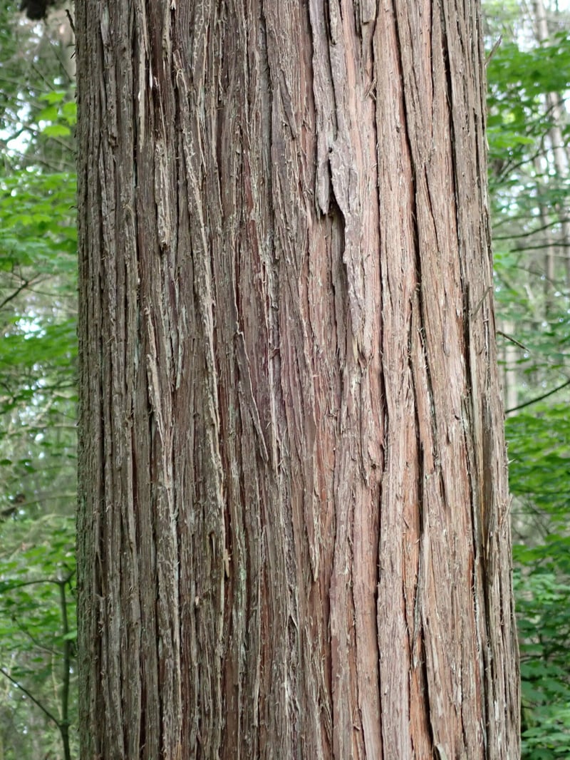 Western redcedar tree with fibrous bark in a Pacific Northwest forest