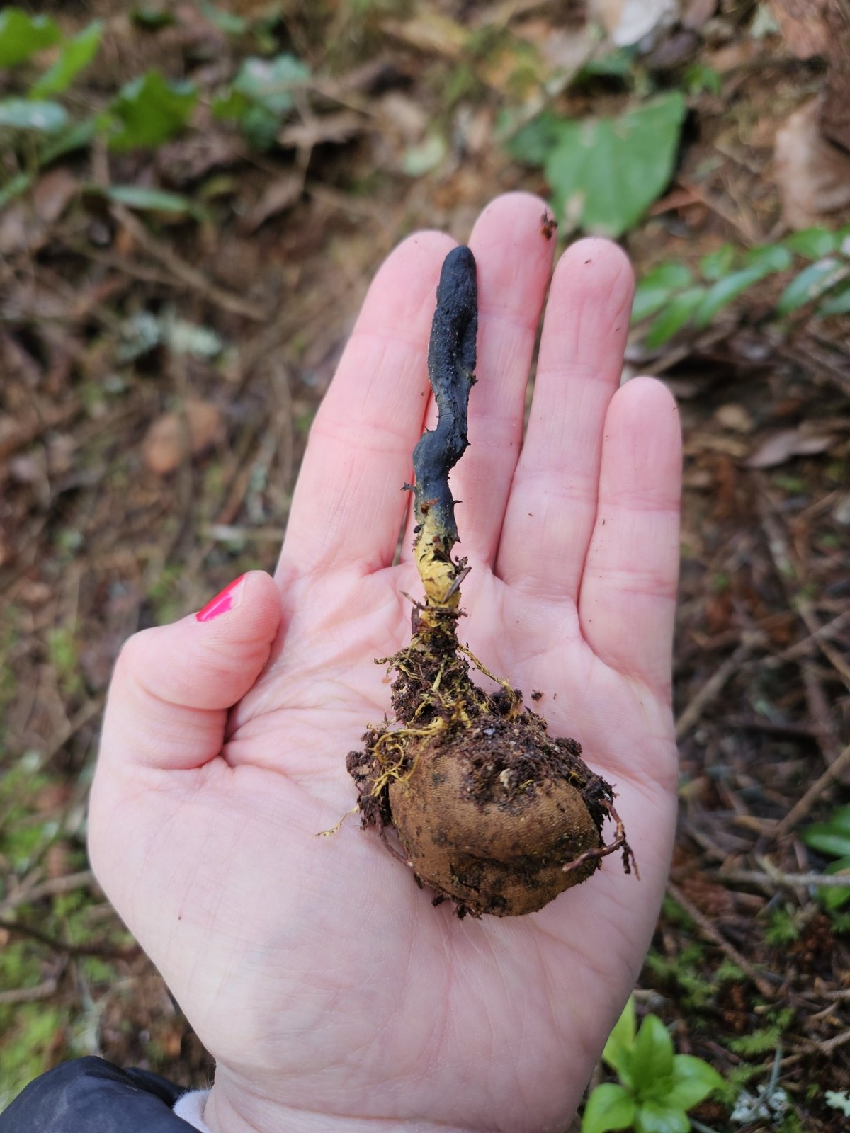 Snaketongue truffleclub (Tolypocladium ophioglossoides) held with its host deer truffle attached