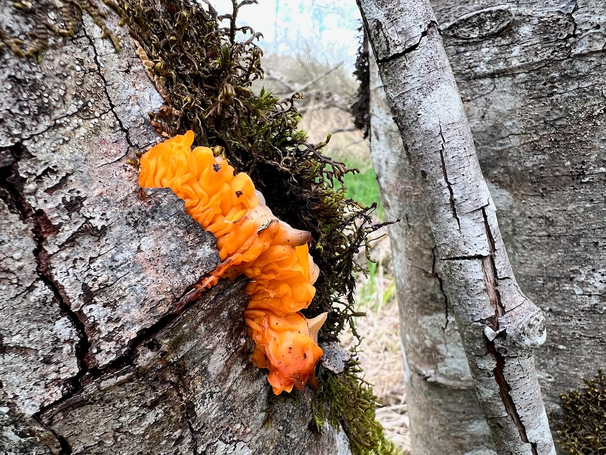Witch&rsquo;s butter (Tremella mesenterica): orange, leafy jelly lobes on red alder bark