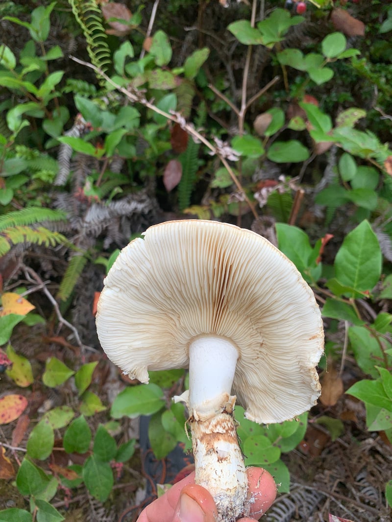 Matsutake emerging from sandy podzol soil beneath conifers