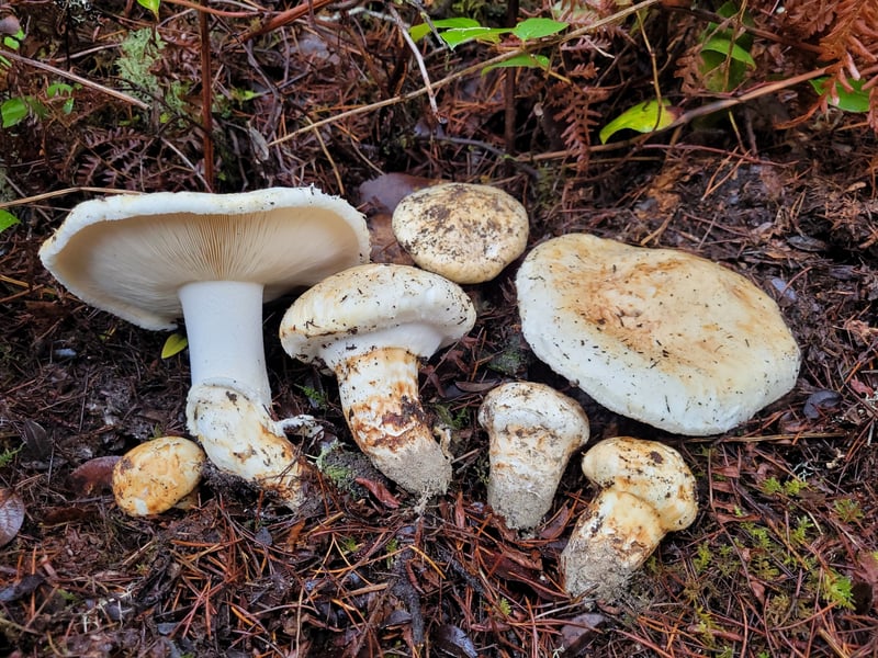 Pacific matsutake (Tricholoma murrillianum) showing cap surface with appressed brown fibrils over white ground color