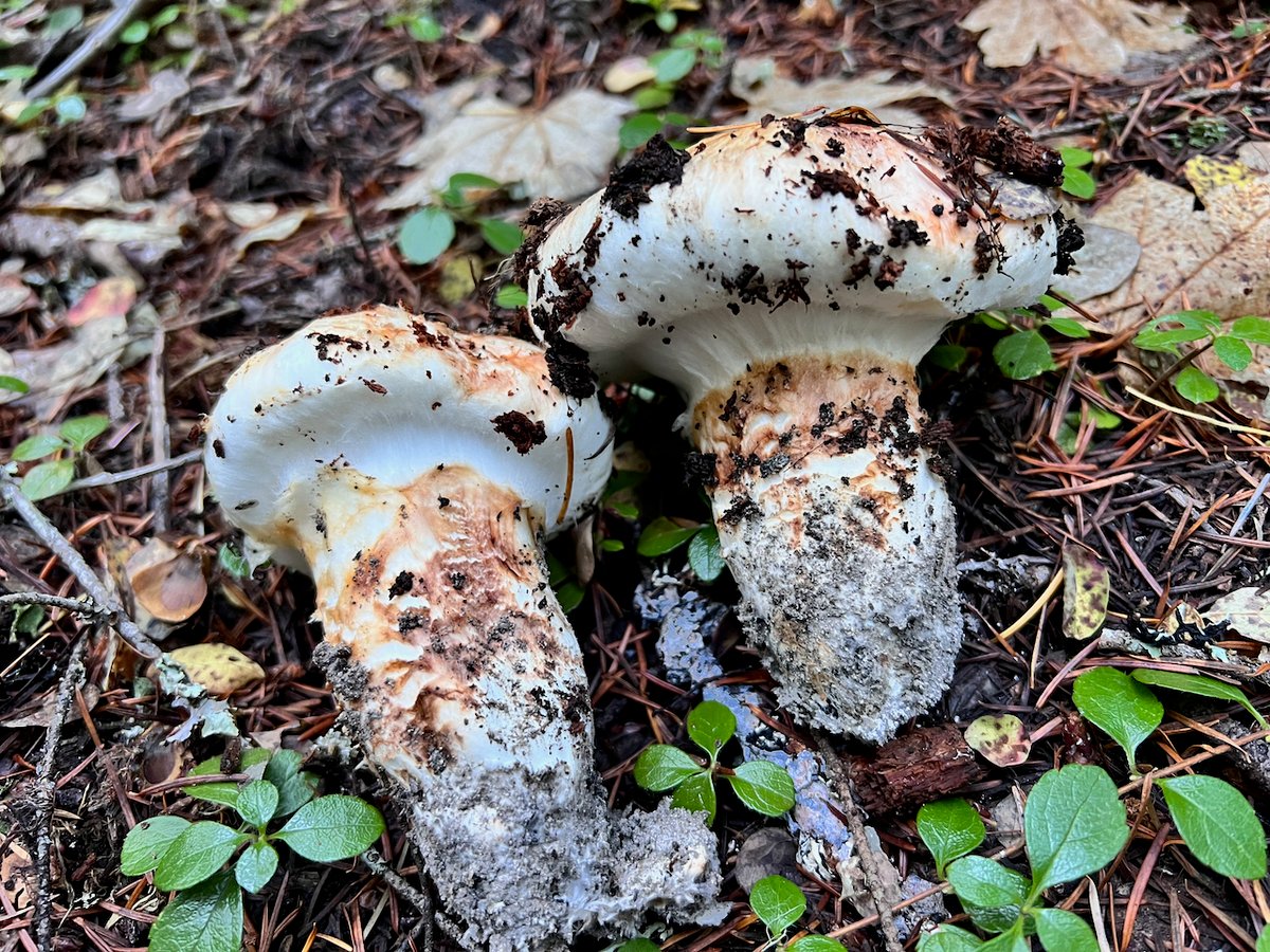 Western matsutake mushroom