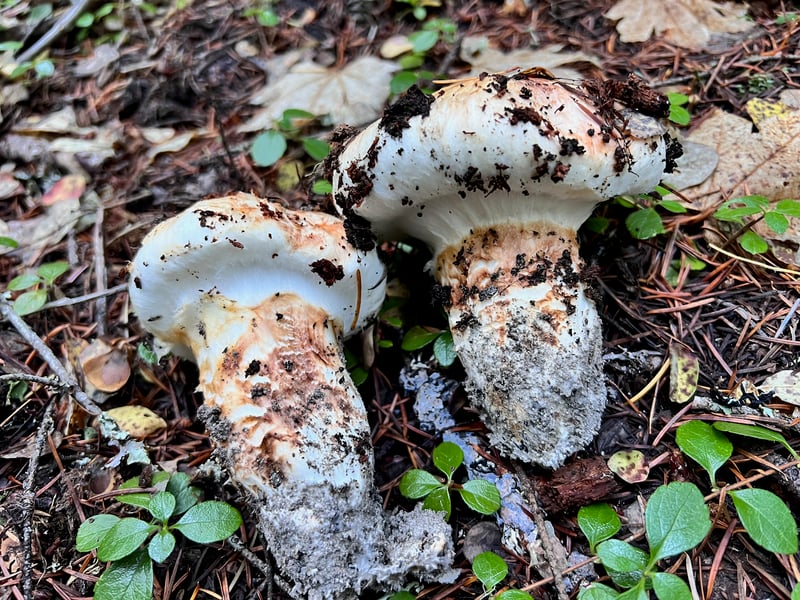 Pacific matsutake (Tricholoma murrillianum) showing white cap with brown fibrils and substantial partial veil