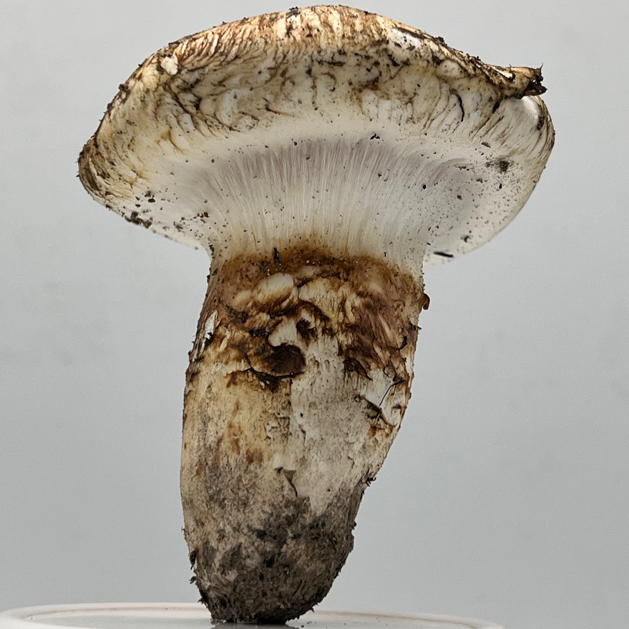 Pacific matsutake (Tricholoma murrillianum) in its natural habitat, showing the characteristic white cap with cinnamon-brown fibrils and firm stipe rooted in sandy soil