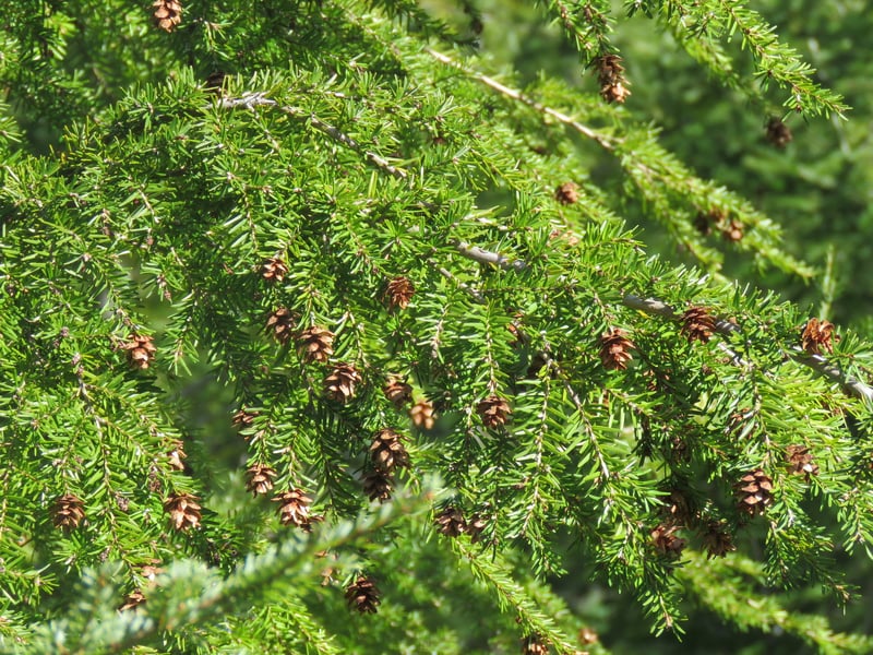 Western hemlock in mixed conifer forest in Oregon