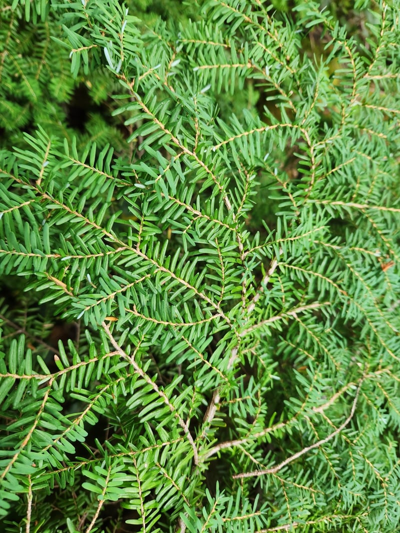 Flat sprays of short western hemlock needles