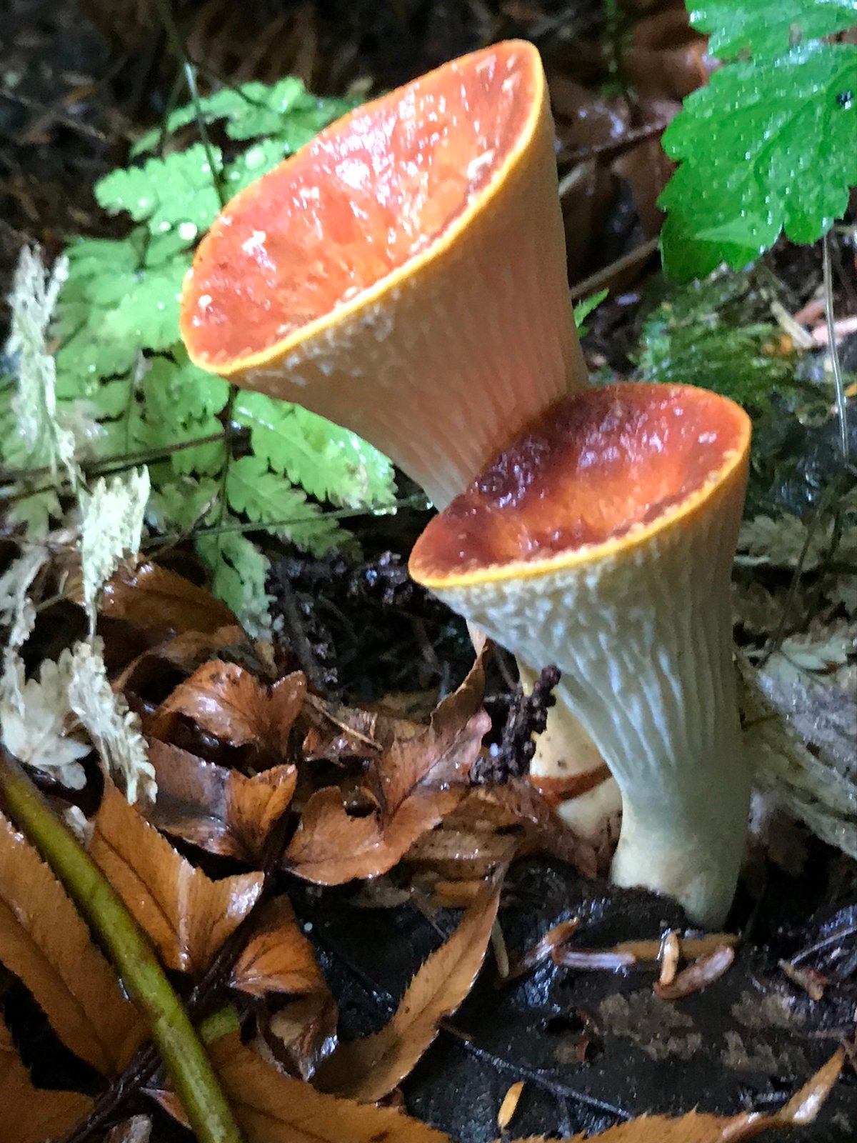 Two young scaly chanterelles: narrow red-orange cylinders with pale ridged sides, before the cap opens into a vase