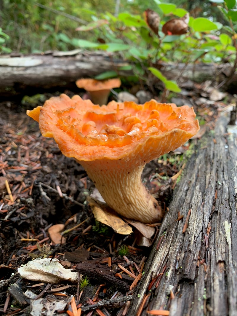 Scaly chanterelle (Turbinellus floccosus): a tall orange vase-shaped mushroom with curled scales inside the cap and a pale, ridged underside, in conifer duff
